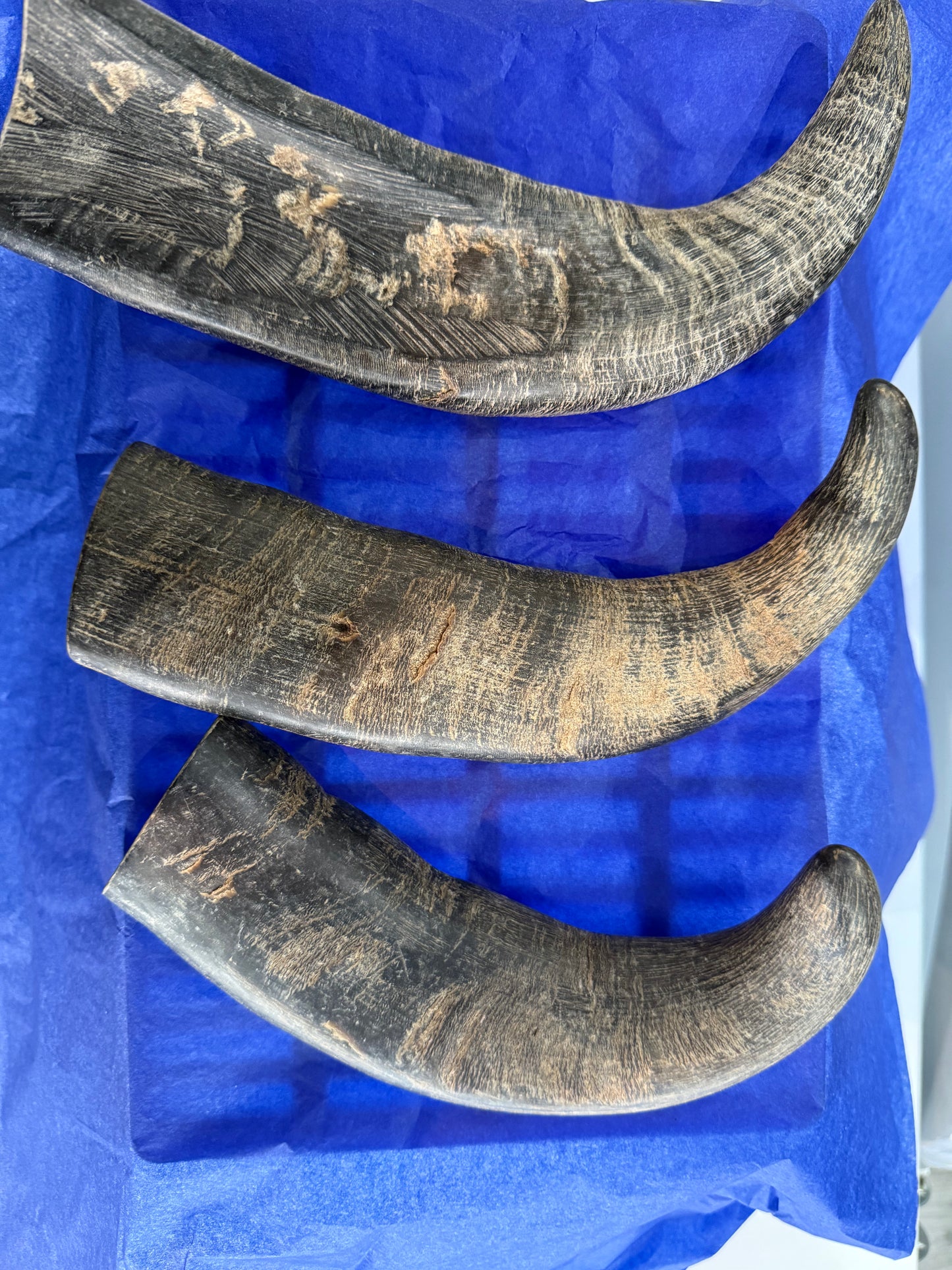 Buffalo Horn - Solid