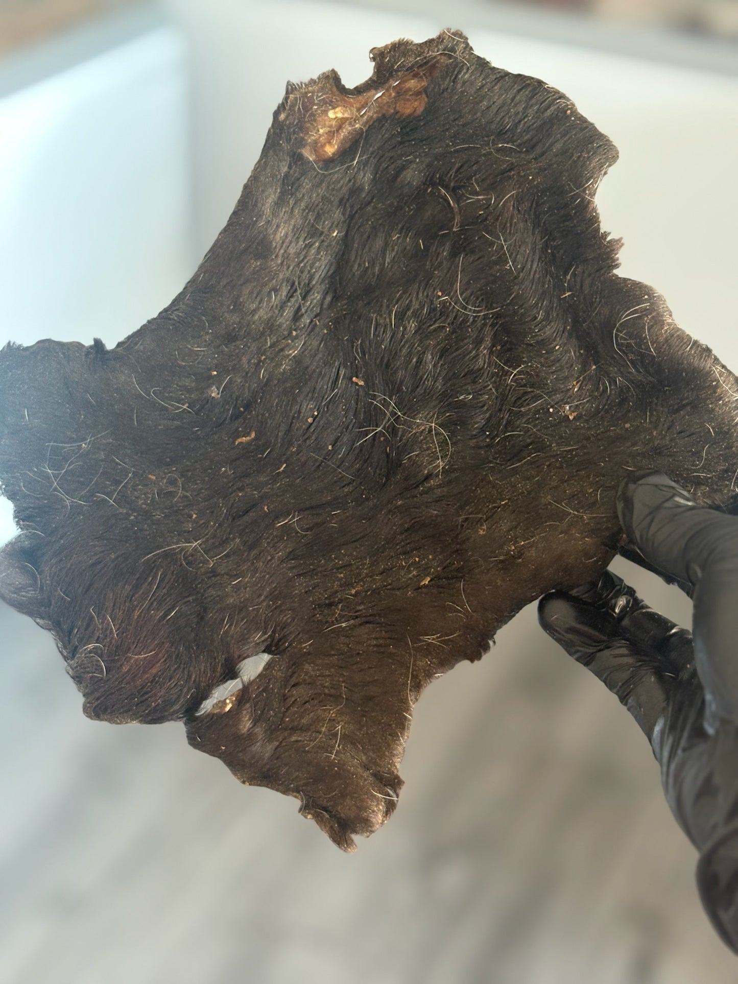 Hairy Cow Skin