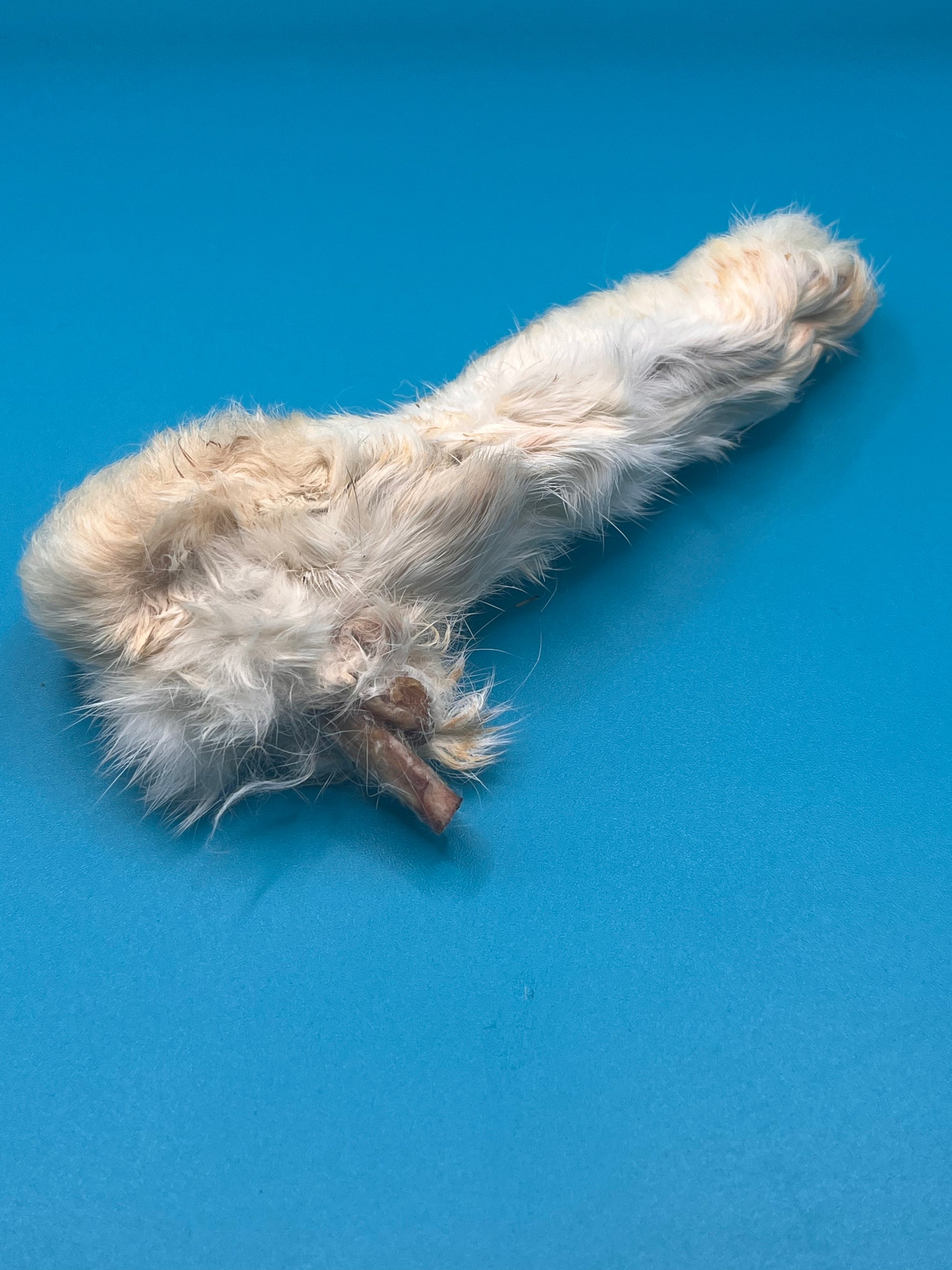 Raw Rabbbit Foot Hairy Rabbit Foot – JK Raw