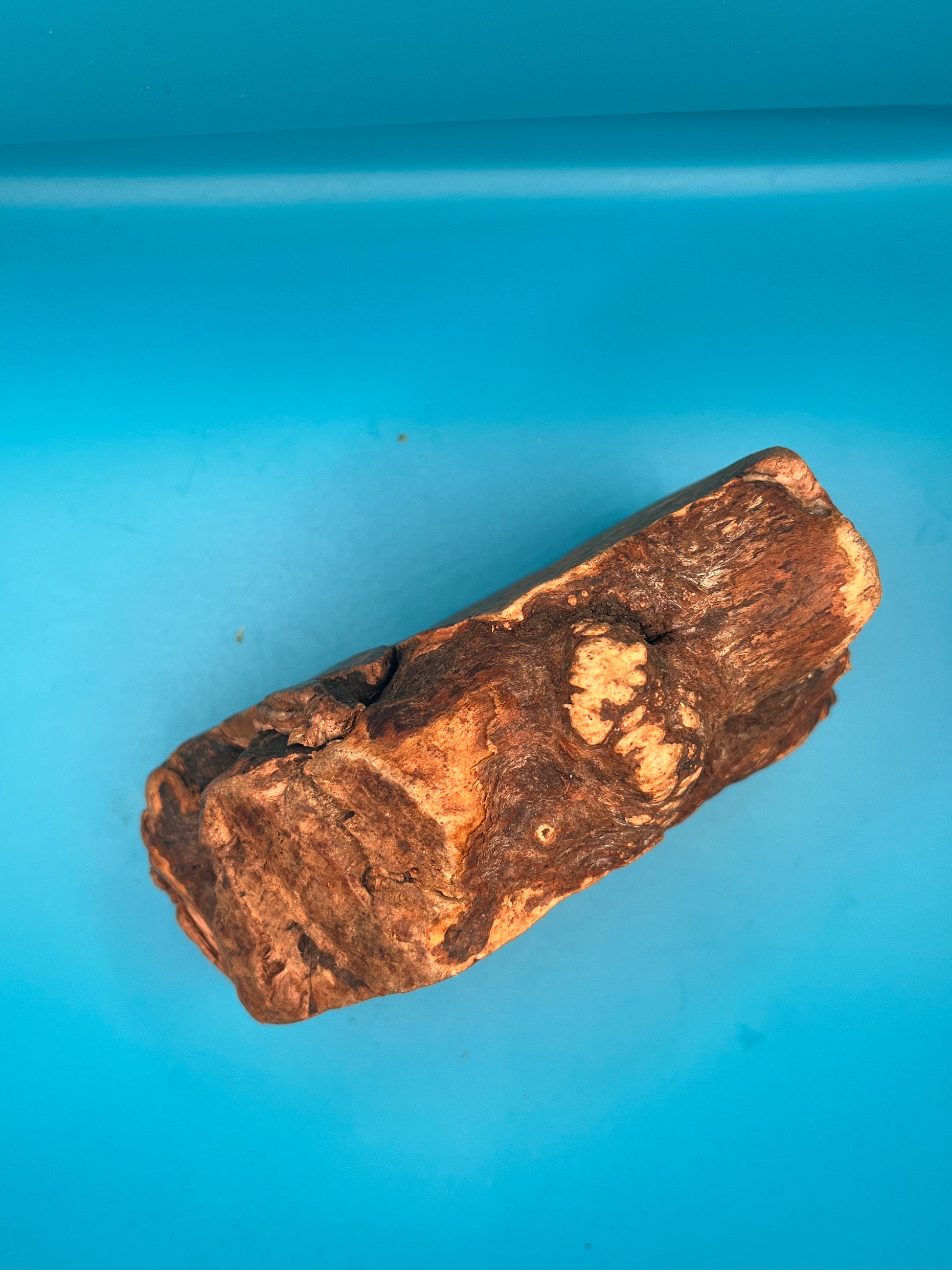 Root Chewing Root Chew – JK Raw