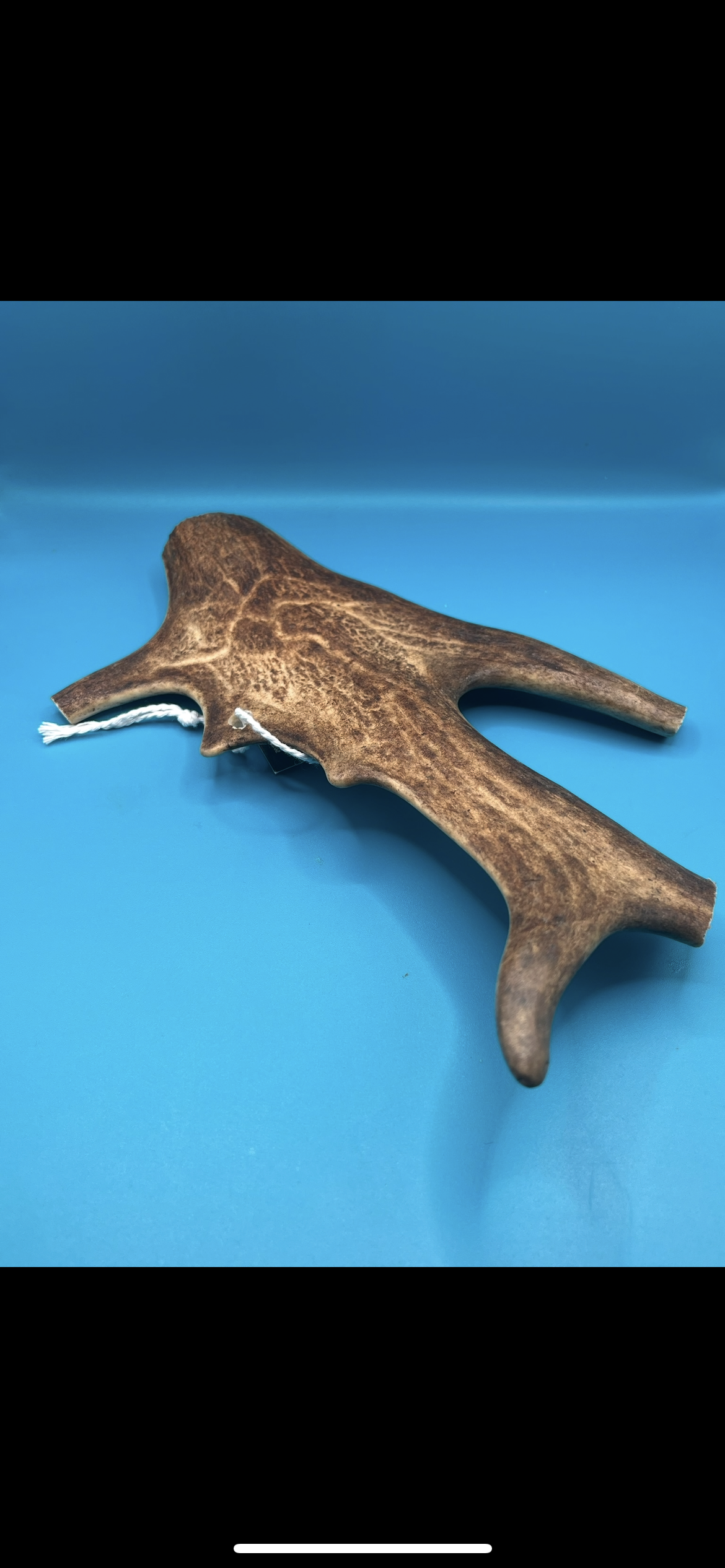 Fallow Antler