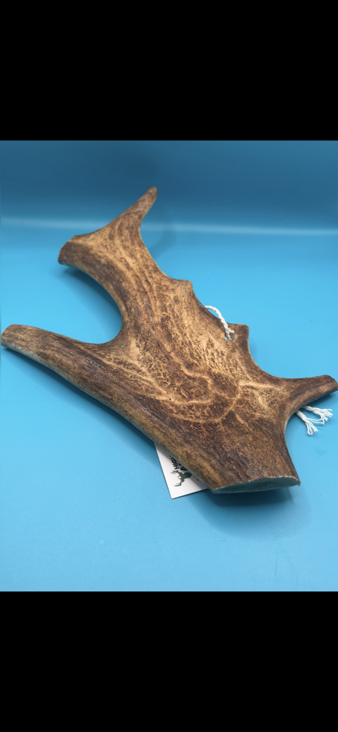 Fallow Antler