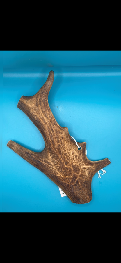 Fallow Antler