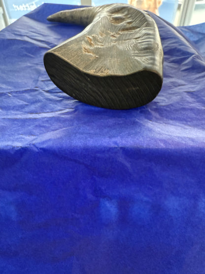 Buffalo Horn - Solid